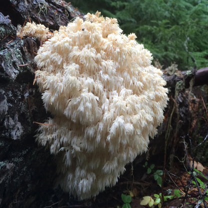 Lions Mane Powder