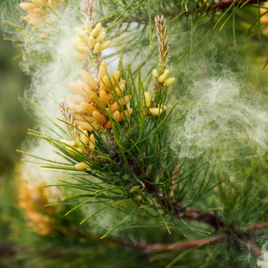 Pine Pollen Powder