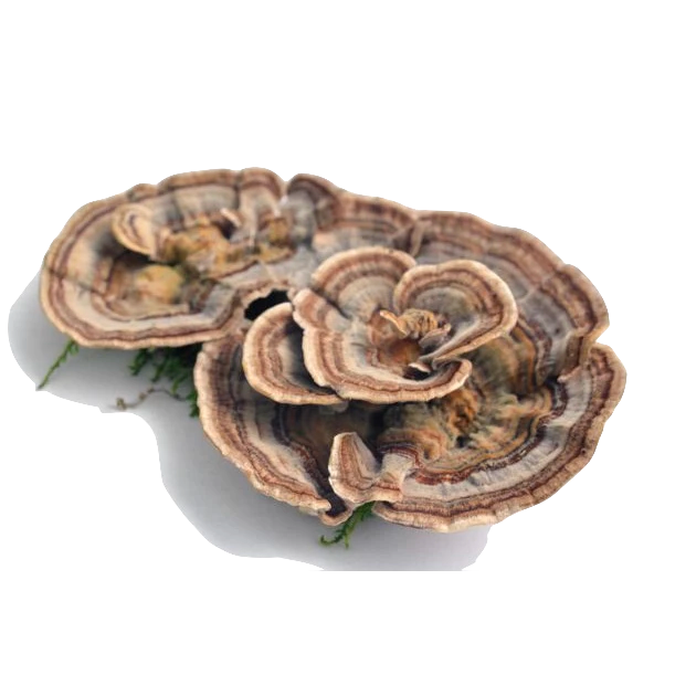 Turkey Tail