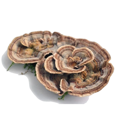 Turkey Tail